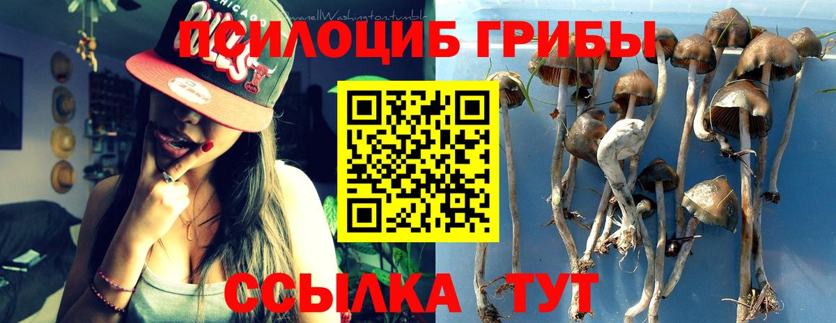 Псилоцибиновые грибы Psilocybine cubensis  Барнаул 